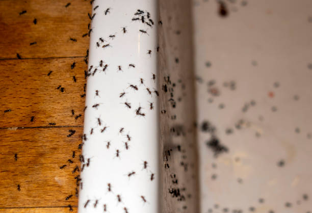 Best Best Pest Control Companies  in Tularosa, NM